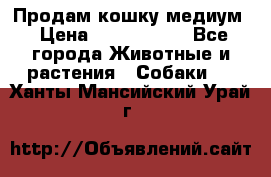 Продам кошку медиум › Цена ­ 6 000 000 - Все города Животные и растения » Собаки   . Ханты-Мансийский,Урай г.